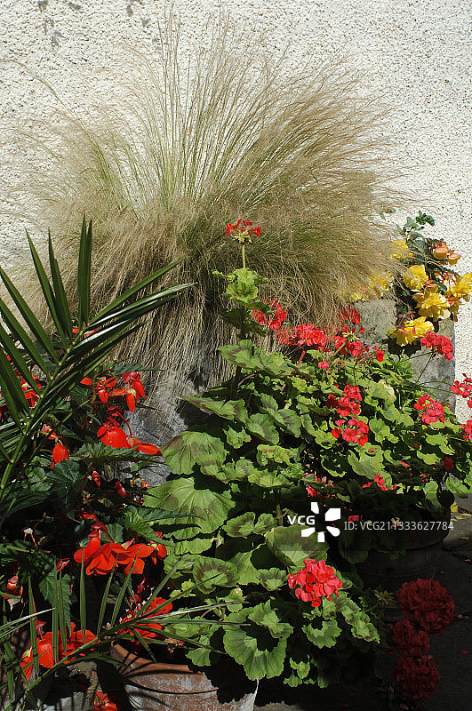 针茅和天竺葵盆栽图片素材