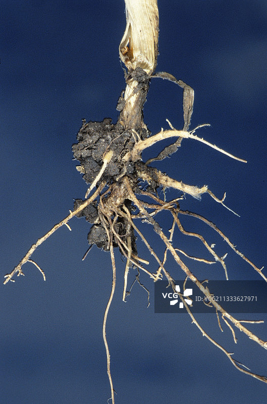 法国玉米根腐病图片素材