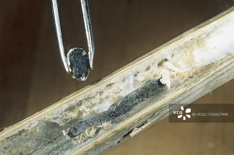 法国油菜茎上的核盘菌菌核图片素材