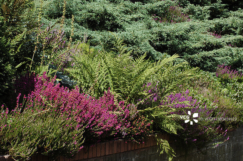 蕨类植物和石楠图片素材