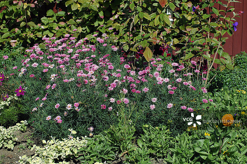 一群蓝盆花图片素材