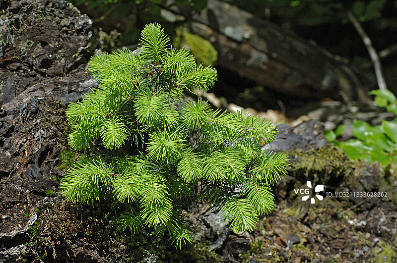幼年针叶树图片素材