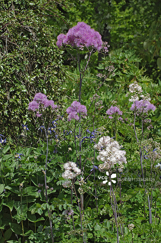 唐松草图片素材
