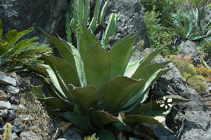 地中海花园中的牛角龙舌兰图片素材