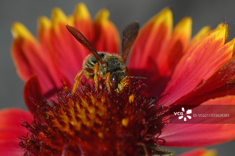 熊蜂采集天人菊花的花蜜图片素材