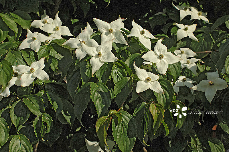 山茱萸花图片素材