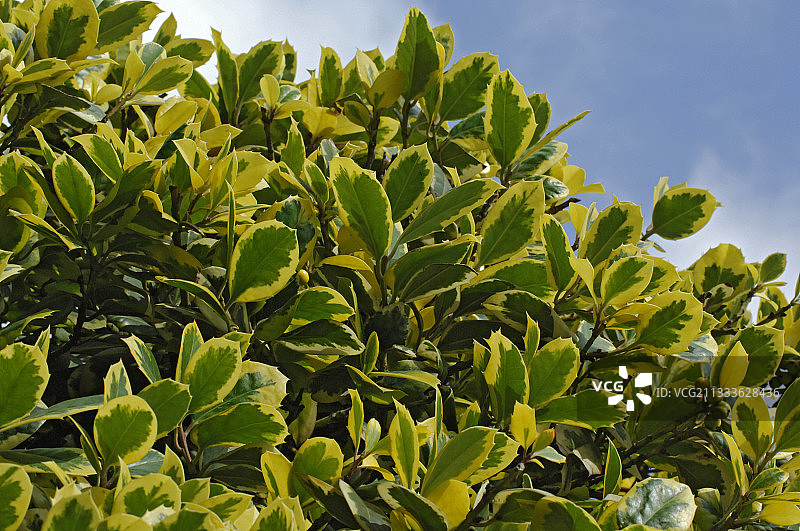 “金色之王”冬青图片素材