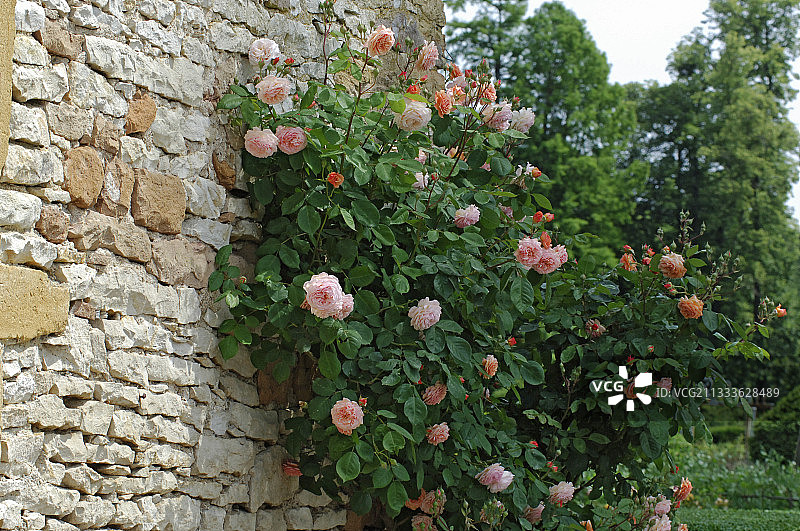 科尔马坦城堡的攀援玫瑰图片素材