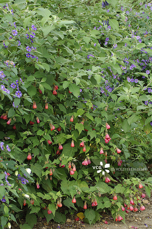磨盘草和茄属植物图片素材