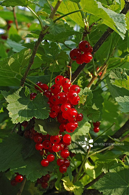 夏季红醋栗图片素材