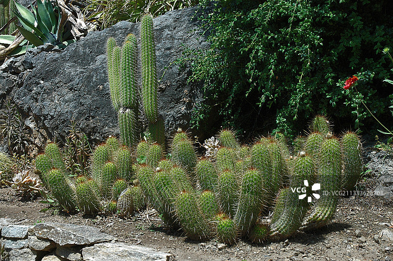 岩石花园中的星球花属仙人掌图片素材