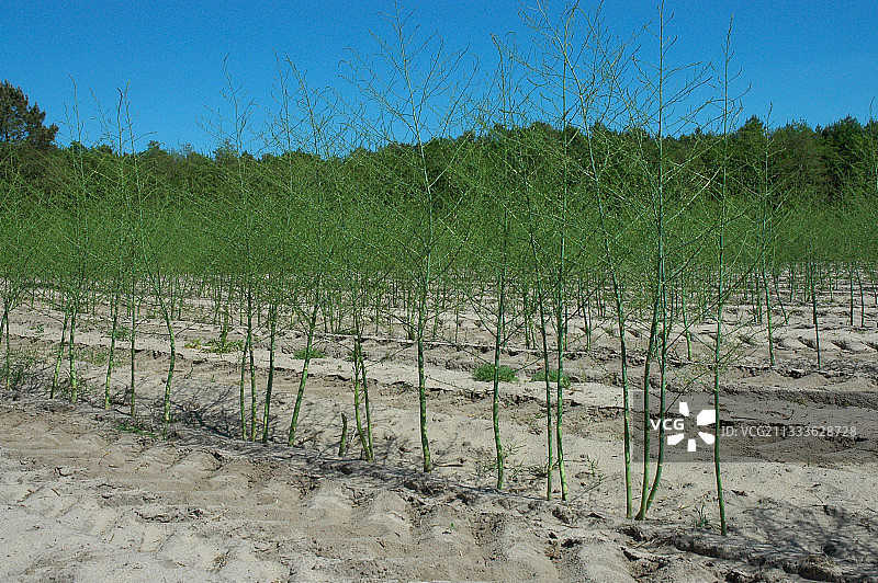 芦笋田图片素材