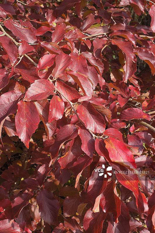 十一月的波斯鹦鹉树图片素材