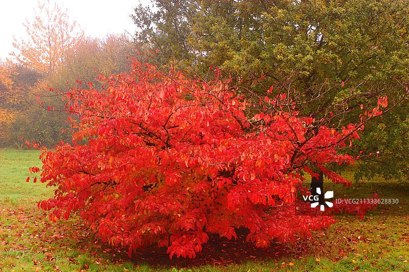 十一月的波斯铁木图片素材