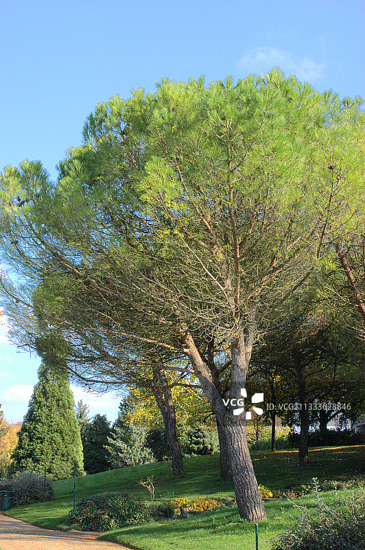 十月普瓦捷玫瑰园的意大利石松图片素材