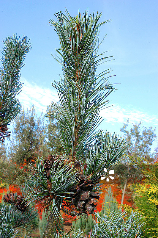 日本白松Glauca图片素材