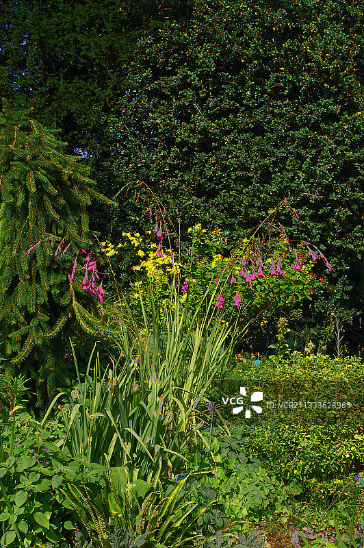 花园里盛开的剑兰图片素材