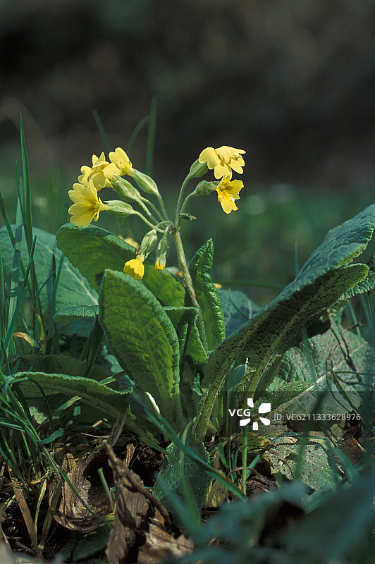 三月萨瓦法国的报春花图片素材