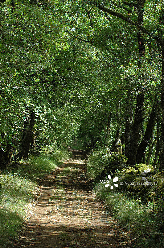 洛特省林下GR65远足之路图片素材