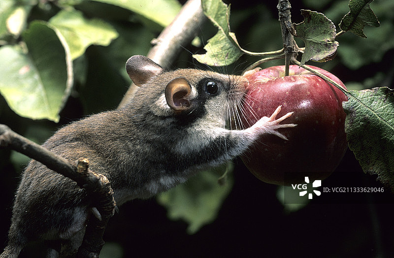 在法国阿尔萨斯啃苹果的园睡鼠图片素材