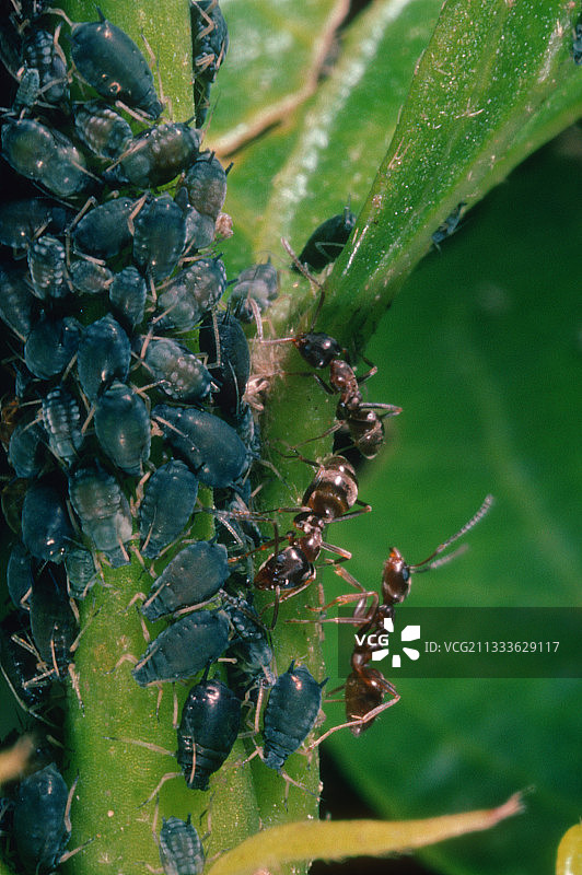 蚂蚁与蚜虫图片素材