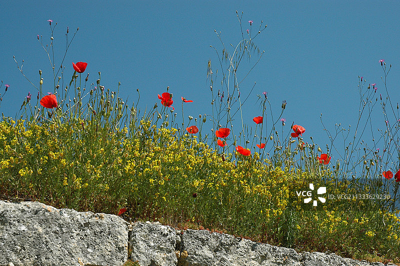 石头和野花砌成的墙壁图片素材
