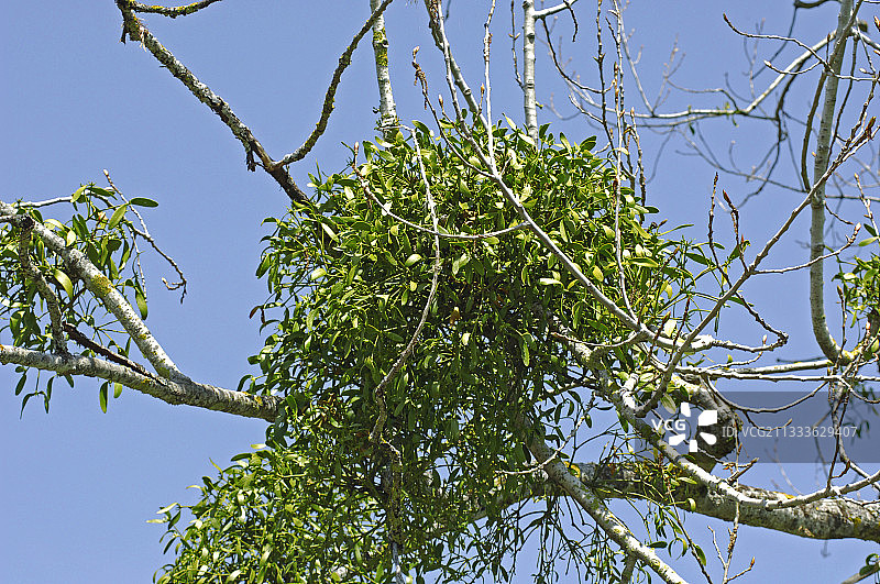 欧洲槲寄生图片素材