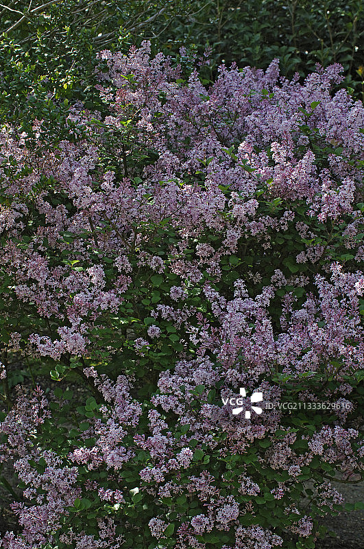 丁香花开图片素材