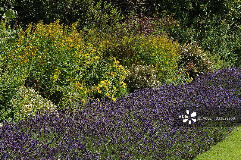 薰衣草与金黄花和紫菀花边框图片素材