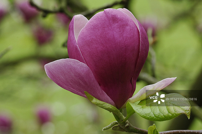 玉兰花图片素材