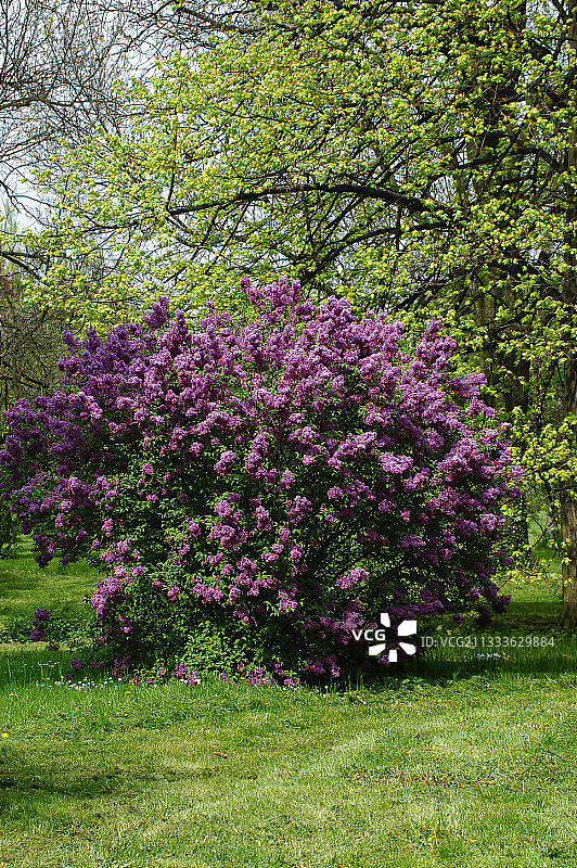 盛开的丁香花图片素材