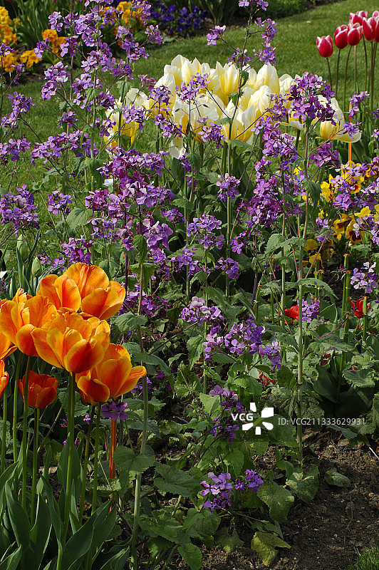 诚实的两年期图片素材