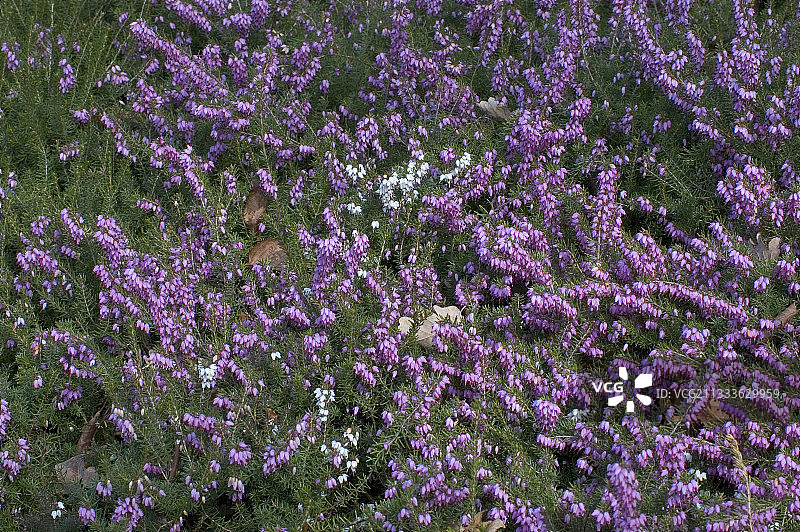 希瑟的塞文山脉图片素材