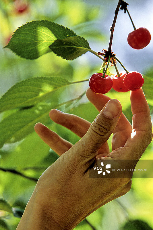 采摘蒙特默伦西樱桃图片素材