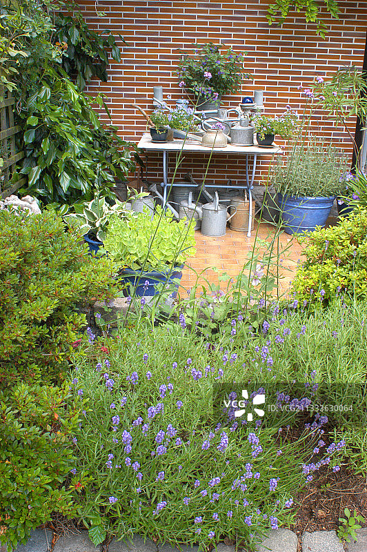 De Poortertuin蓝色露台上的芒斯特薰衣草图片素材