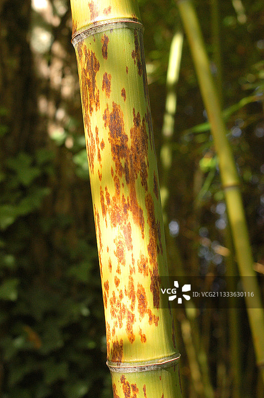 十月的残茬竹虎图片素材