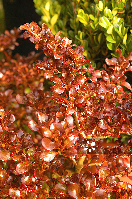 十月的卡罗红叶子图片素材