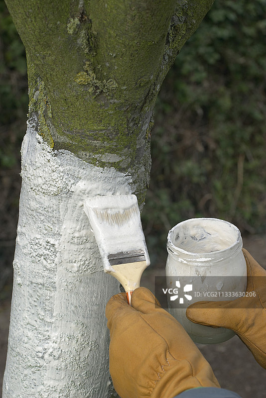 通过树干涂白防治虫害图片素材