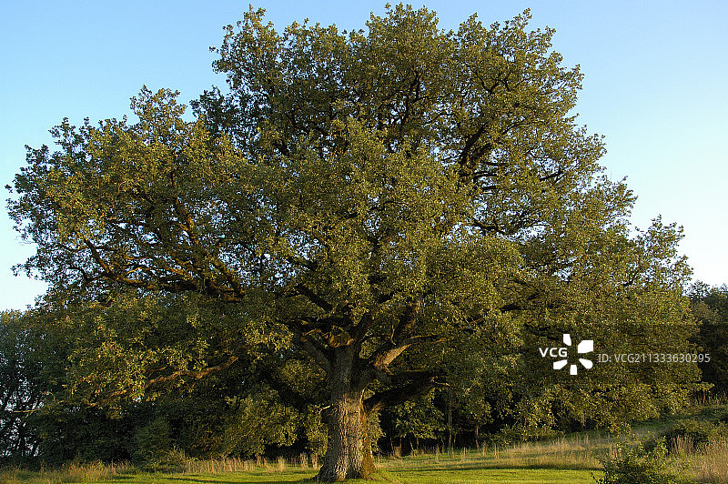 树龄250至300年的古老夏橡图片素材