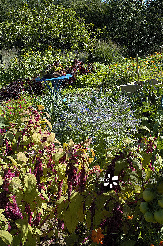 九月厨房花园里的苋菜图片素材