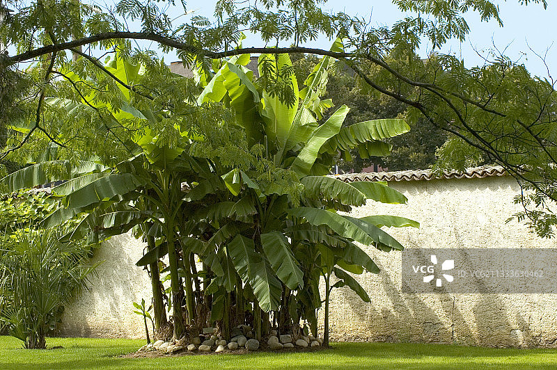 花园里的香蕉树图片素材