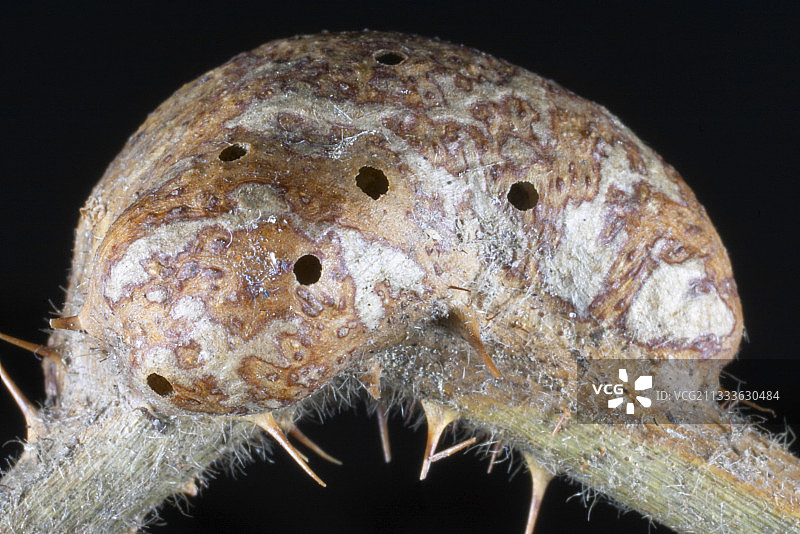 悬钩子茎上的瘿图片素材