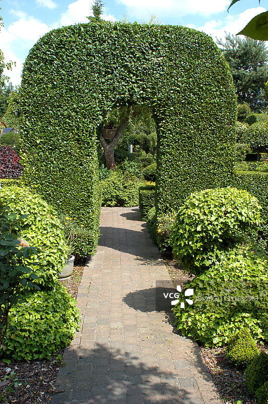 六月弗尔肯霍夫的黄杨木拱门和常春藤绿雕图片素材
