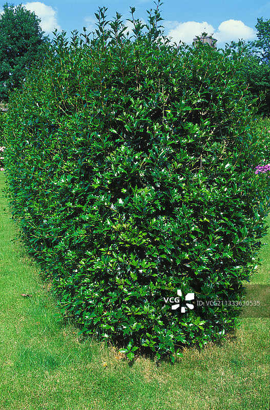 圣克莱门特六月冬青桂花树篱图片素材