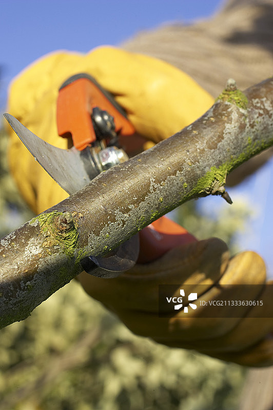 用剪刀剪树枝图片素材