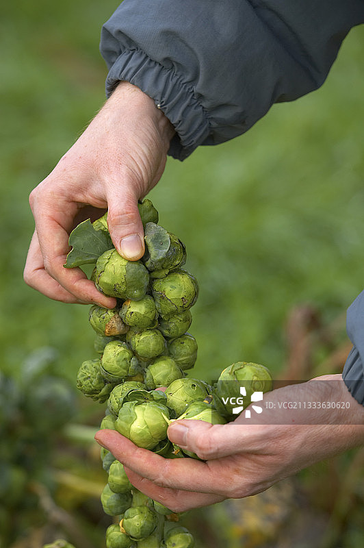 收获品相不佳的球芽甘蓝图片素材