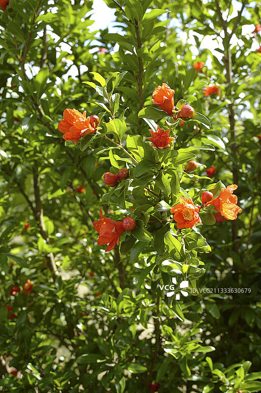 多尔多涅省的石榴花图片素材