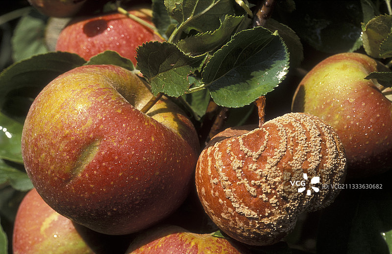 法国勃斯科普苹果褐腐病图片素材
