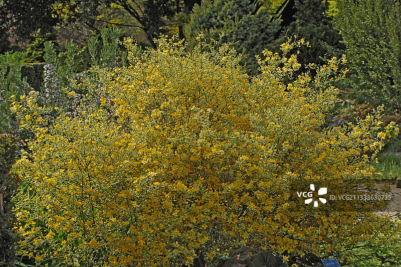 法国开花的日本玫瑰图片素材
