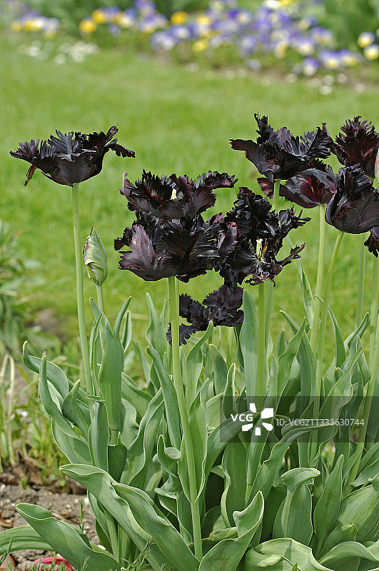 “黑鹦鹉”郁金香图片素材